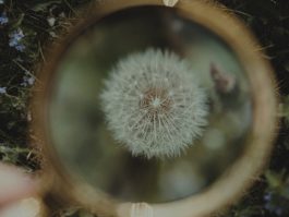 a person holding a magnifying glass looking at a dandelion {{brizy_dc_image_alt entityId=