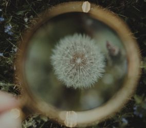 a person holding a magnifying glass looking at a dandelion {{brizy_dc_image_alt entityId=